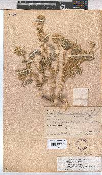 Hermannia comosa image