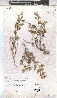 Hermannia comosa image
