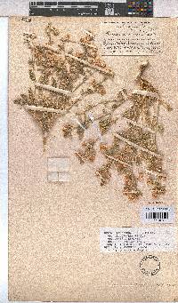 Hermannia comosa image