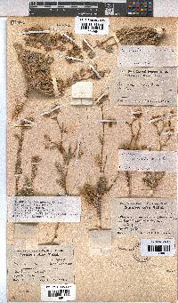 Hermannia comosa image