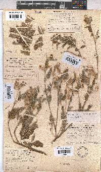 Hermannia comosa image