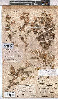 Hermannia comosa image