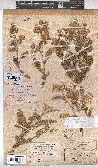 Hermannia comosa image