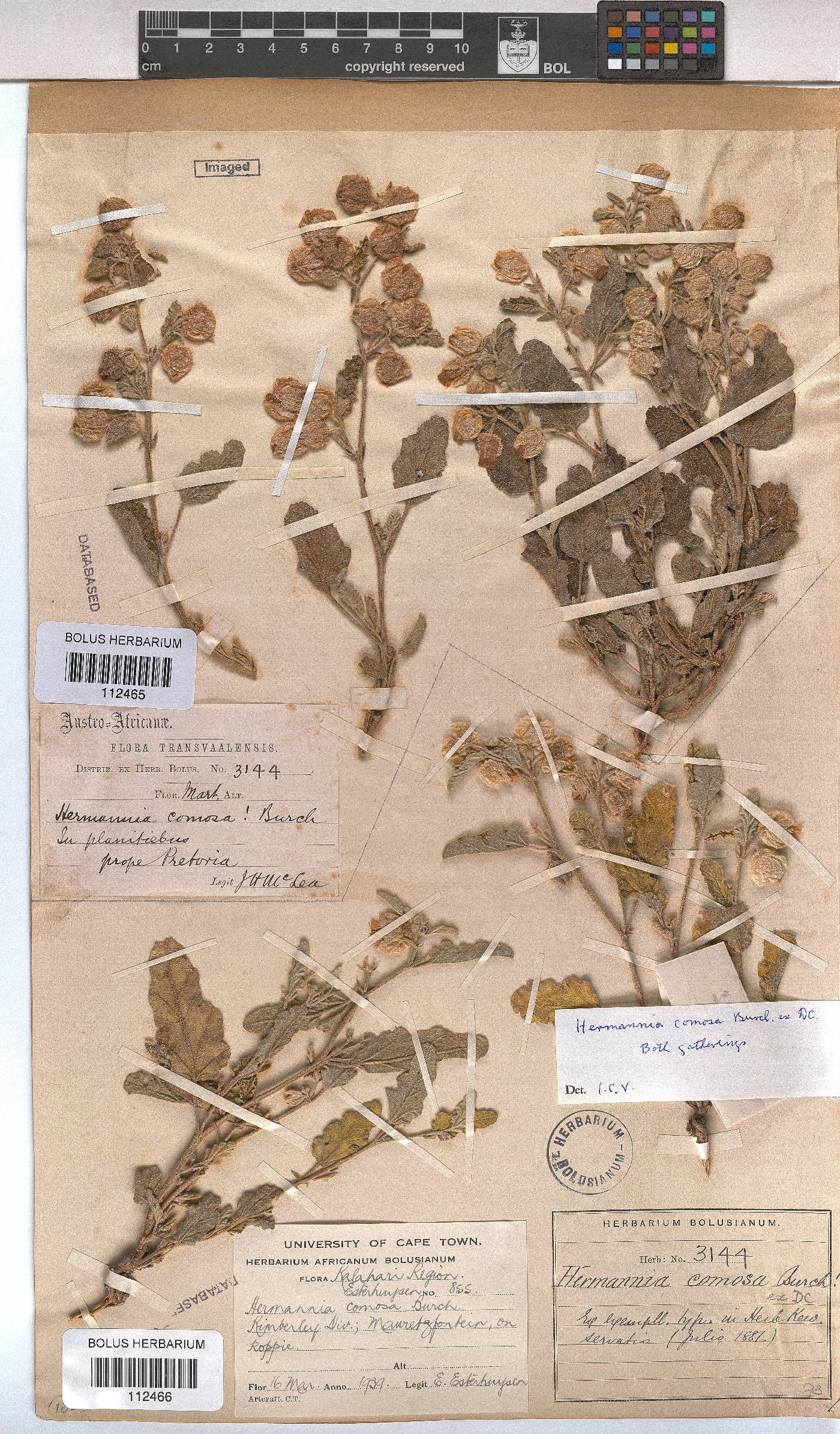 Hermannia comosa image