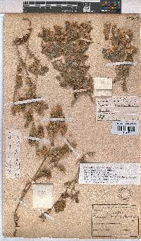 Hermannia comosa image