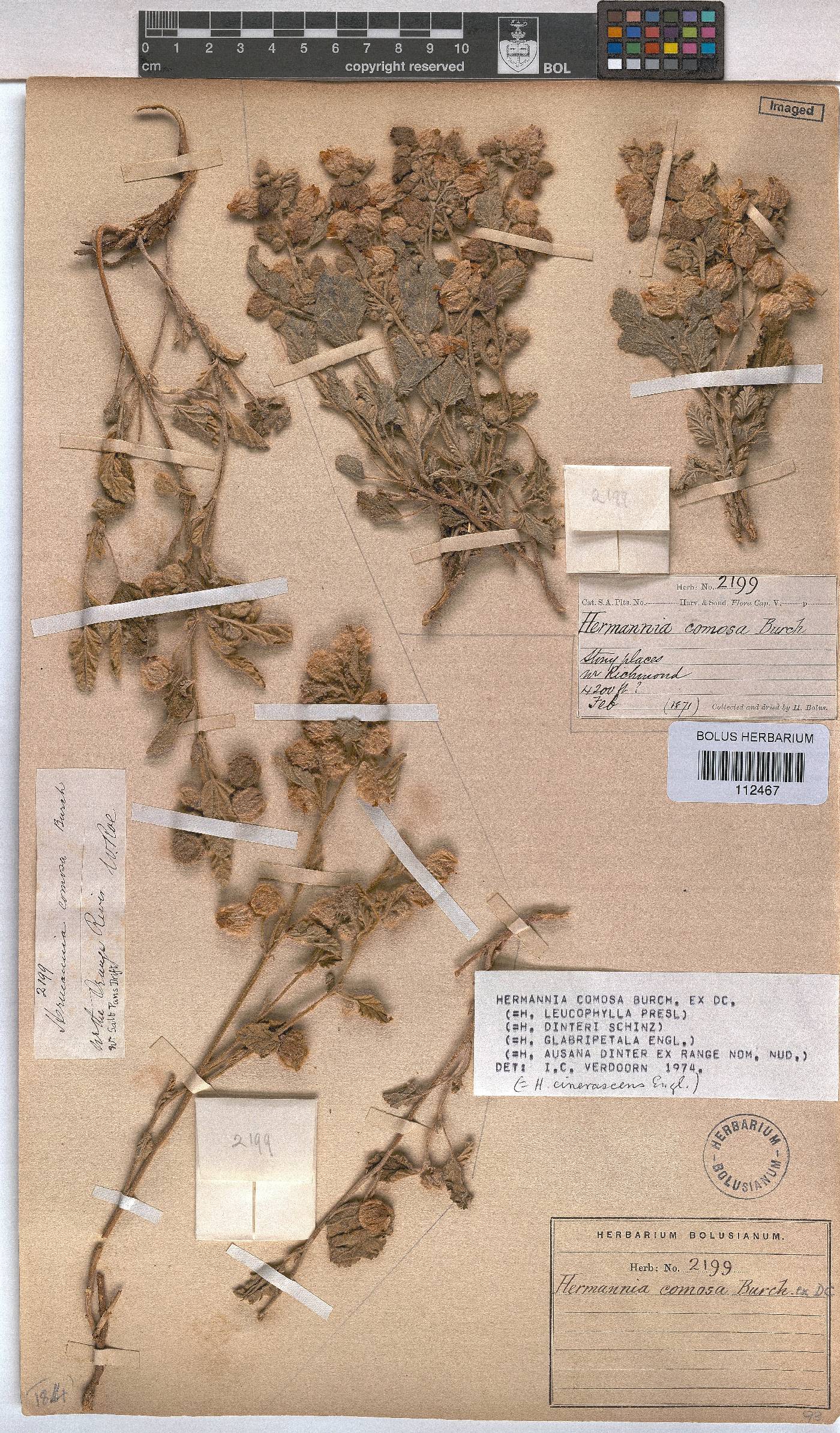Hermannia comosa image