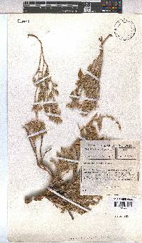Hermannia comosa image