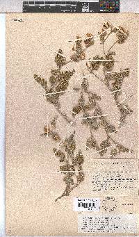 Hermannia comosa image
