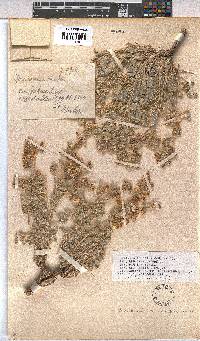 Hermannia comosa image
