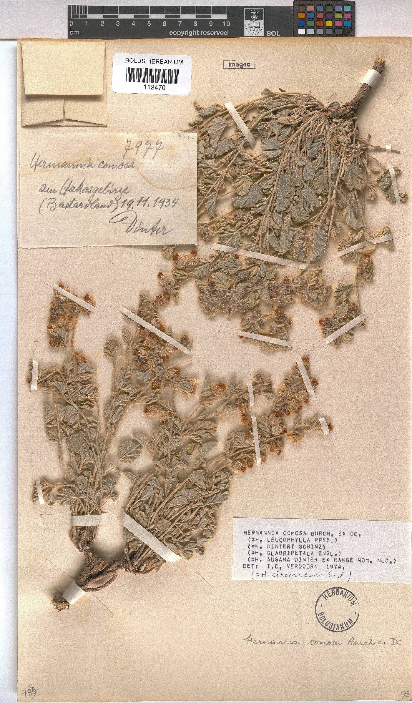 Hermannia comosa image