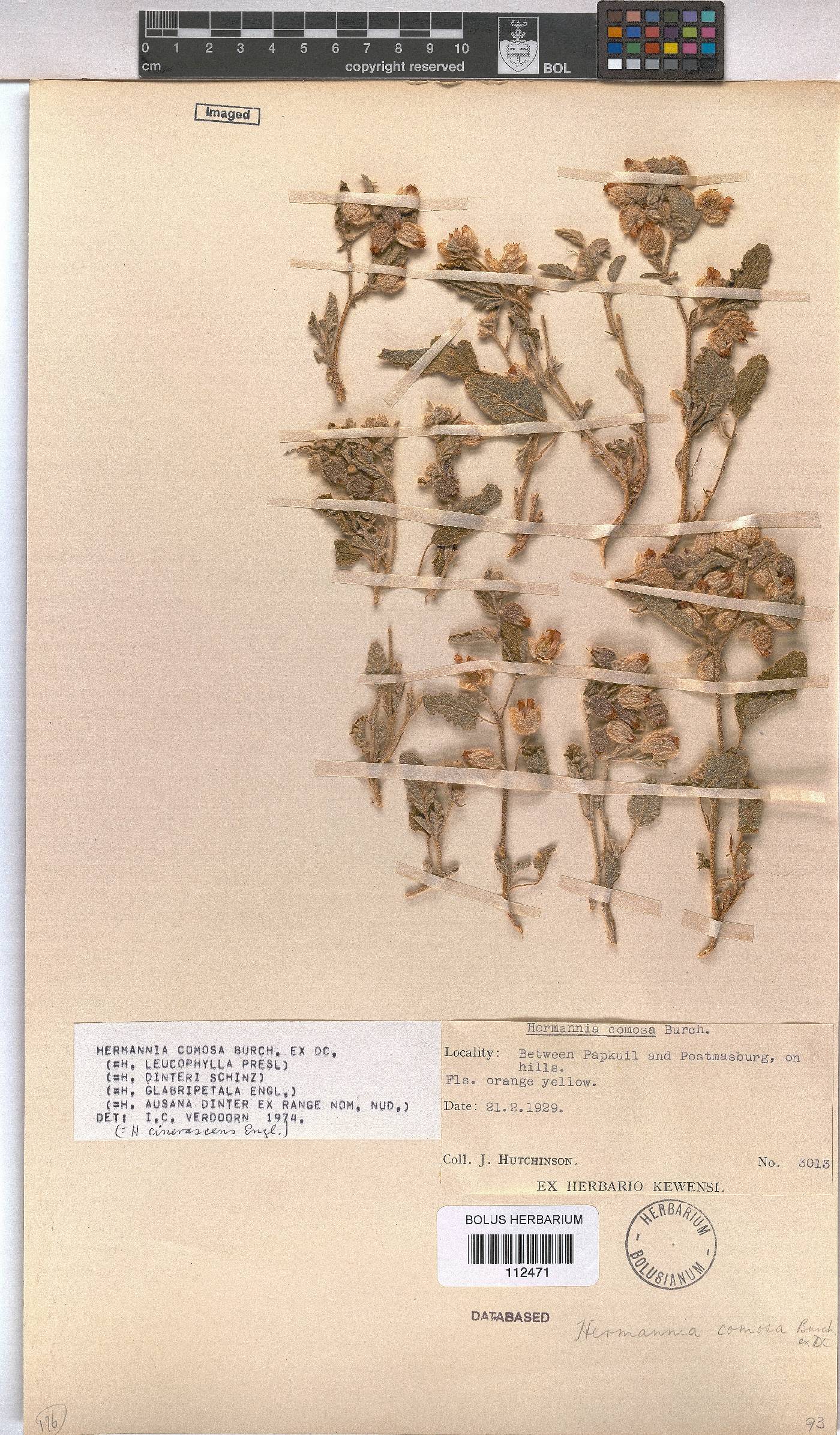 Hermannia comosa image
