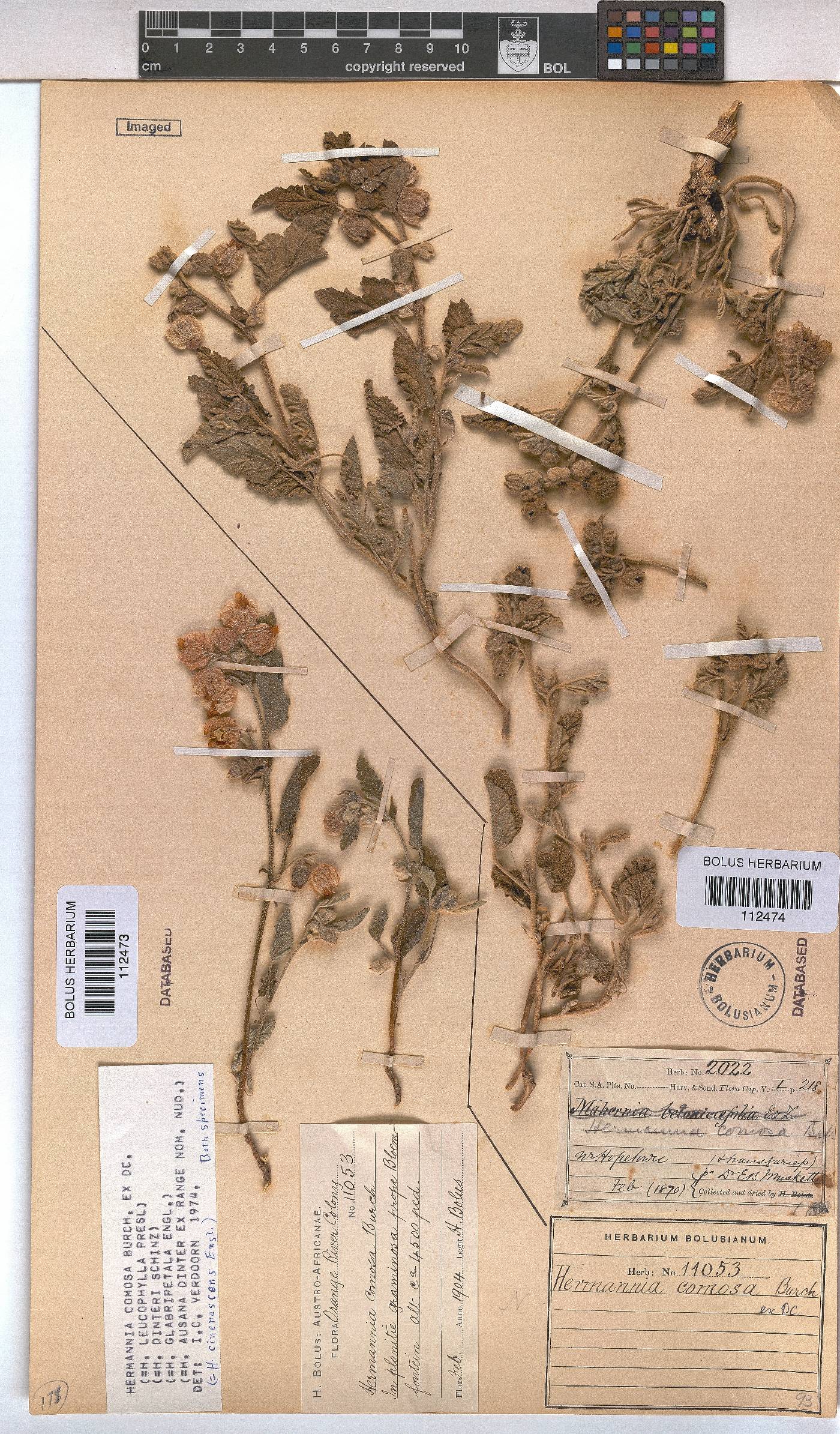 Hermannia comosa image