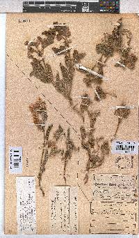 Hermannia comosa image