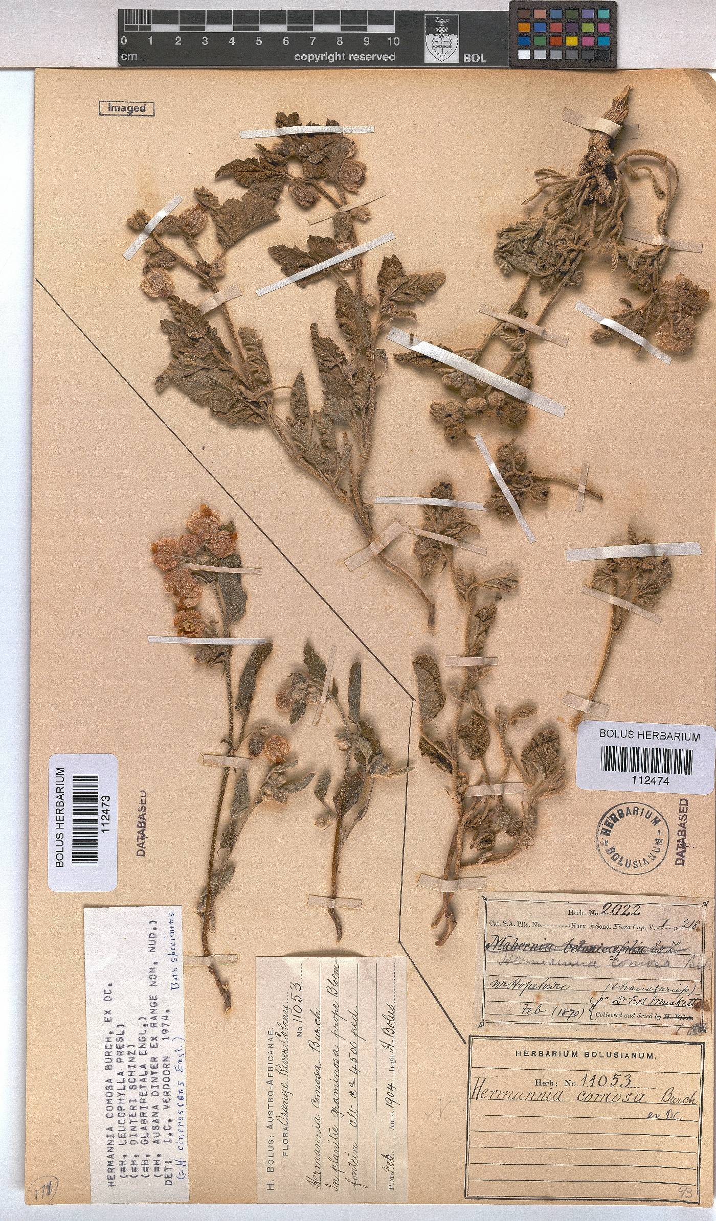 Hermannia comosa image