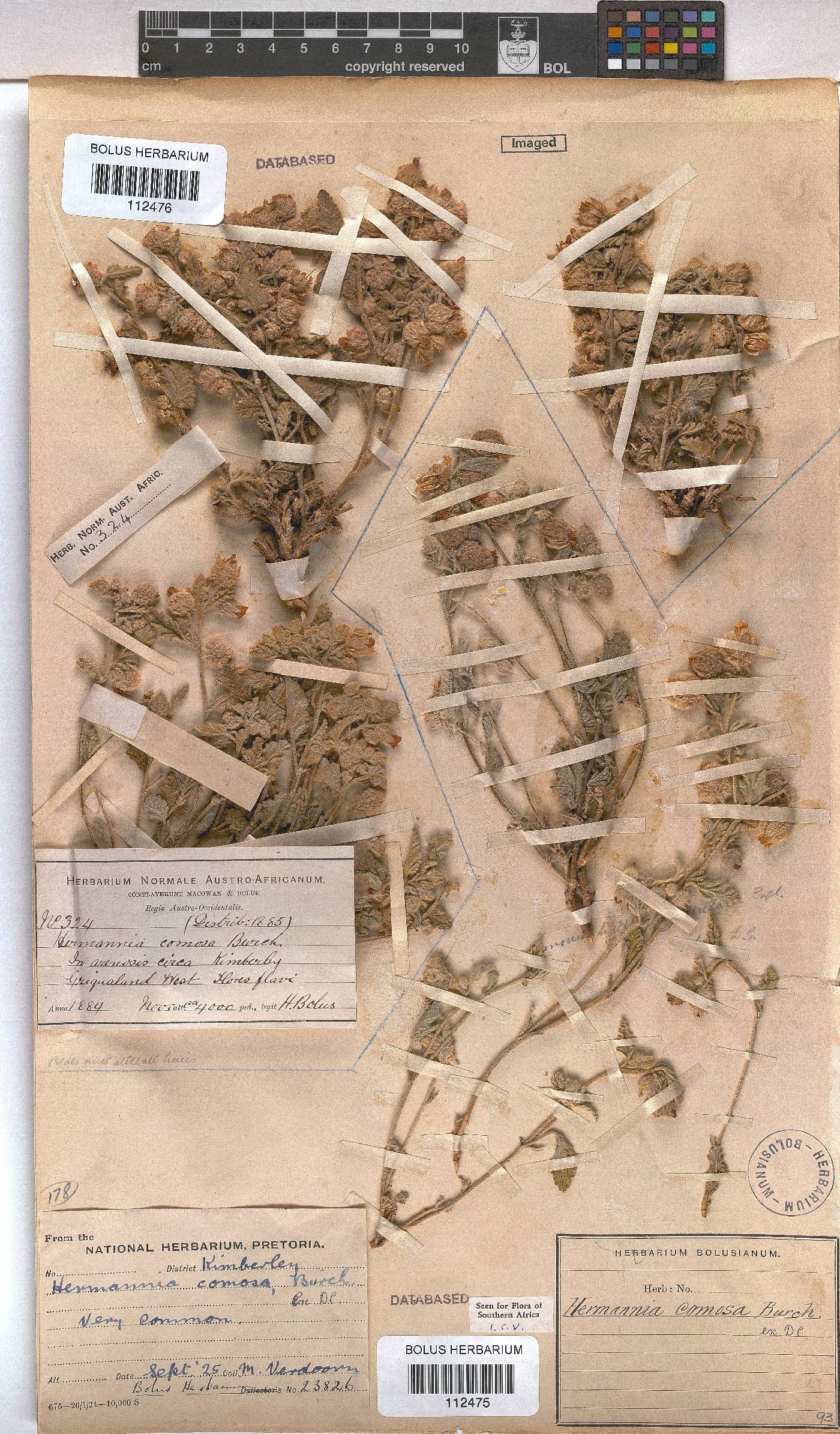 Hermannia comosa image