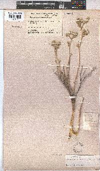 Hermannia comosa image