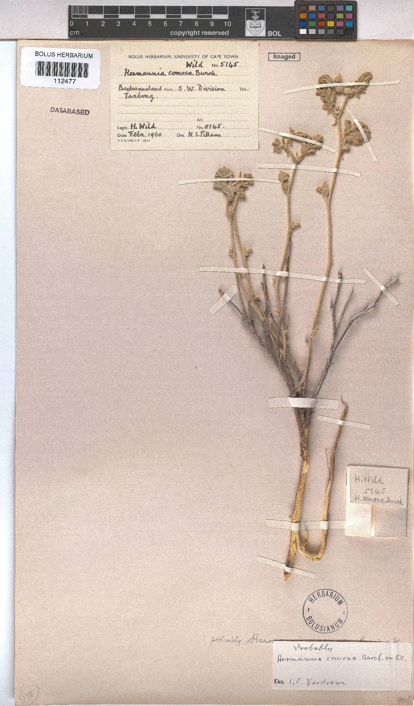 Hermannia comosa image