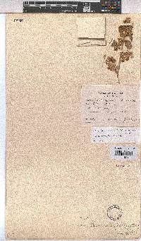 Hermannia comosa image