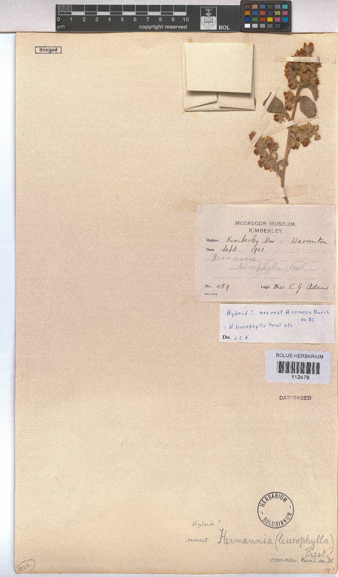 Hermannia comosa image