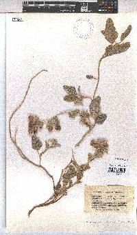 Hermannia comosa image