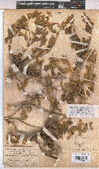 Hermannia incana image