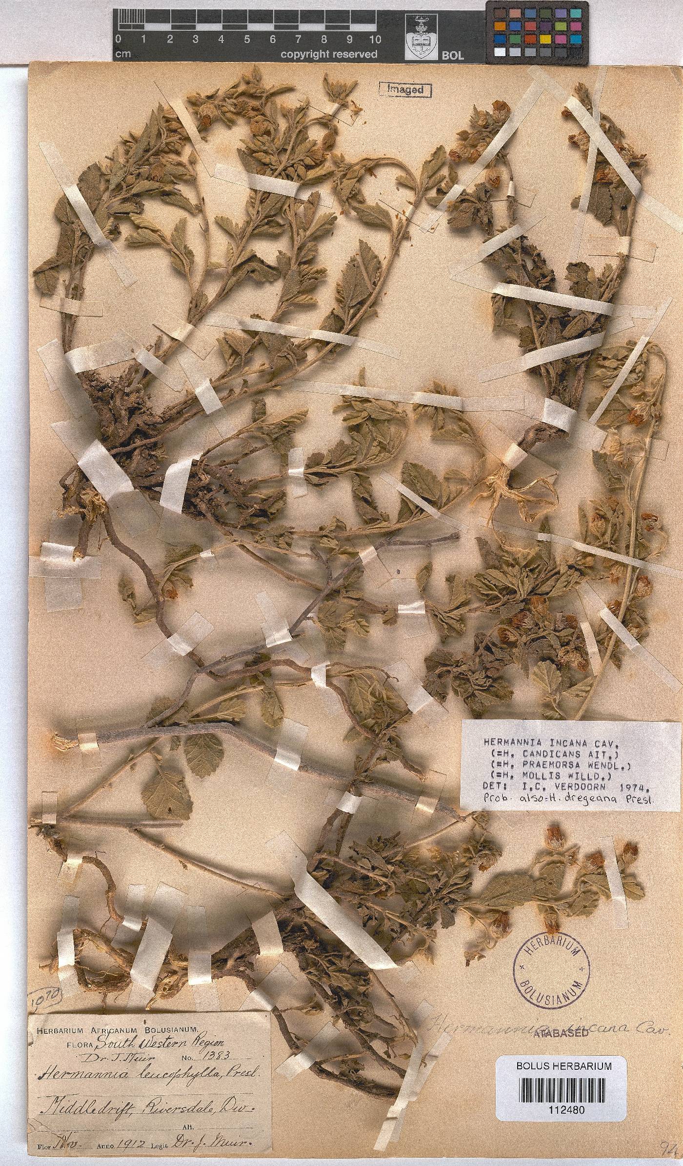 Hermannia incana image