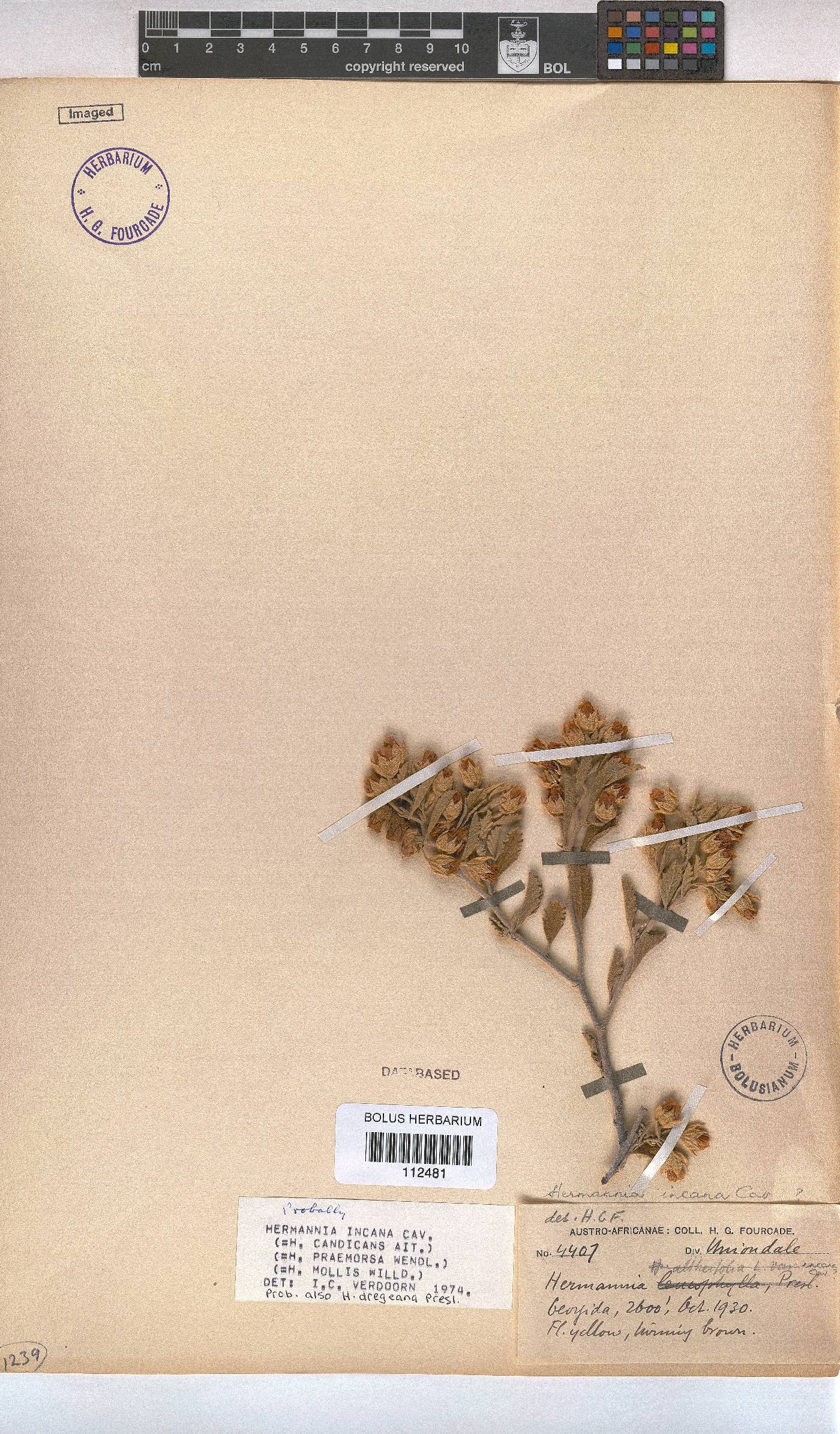 Hermannia incana image