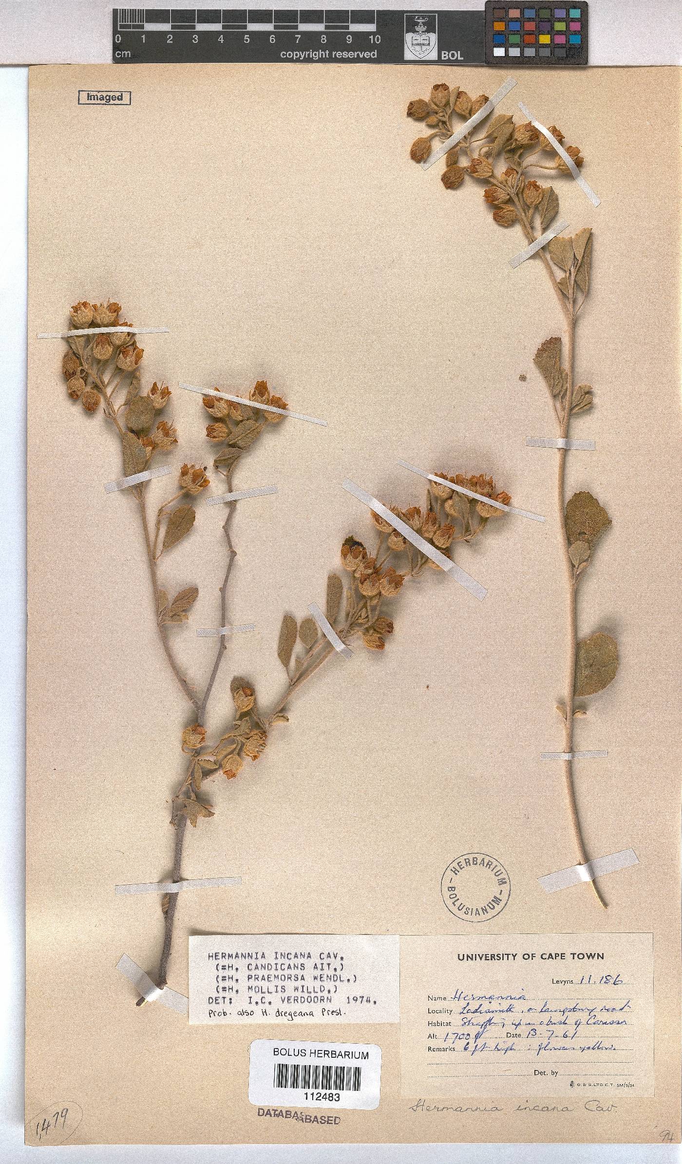 Hermannia incana image