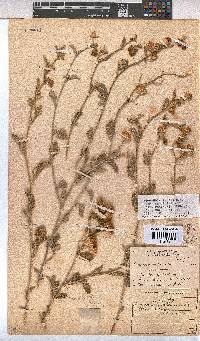 Hermannia incana image