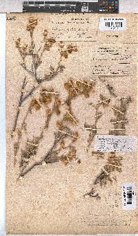 Hermannia incana image