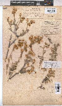 Hermannia incana image