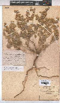 Hermannia vestita image