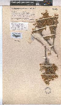 Hermannia incana image