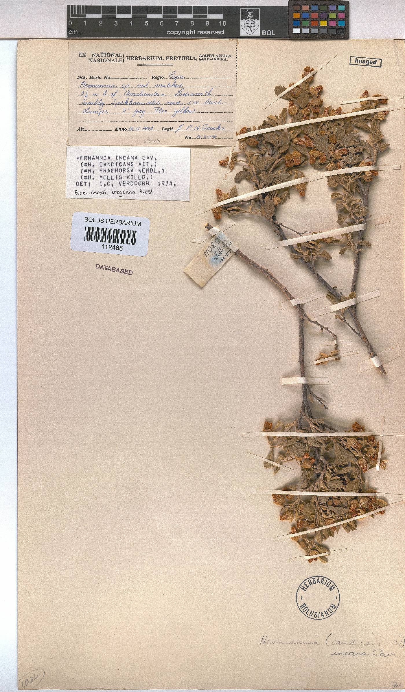 Hermannia incana image