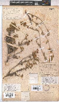 Hermannia incana image