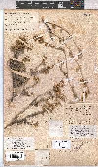 Hermannia incana image