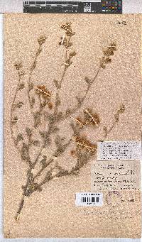 Hermannia incana image