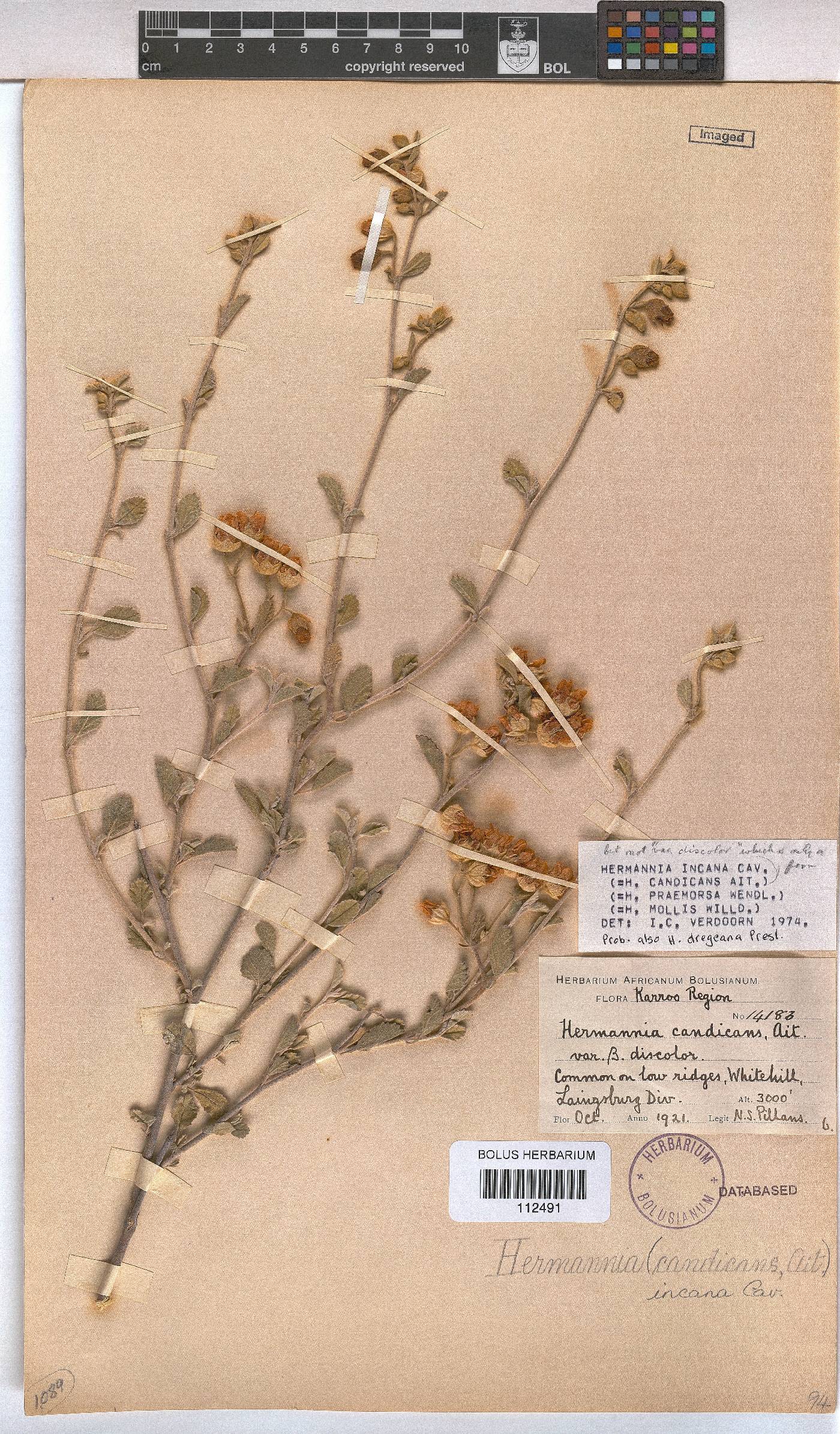 Hermannia incana image