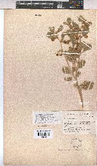 Hermannia incana image