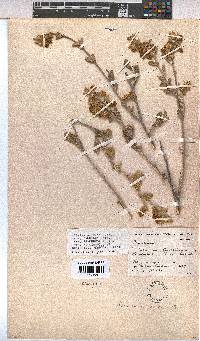 Hermannia incana image