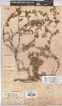 Hermannia incana image