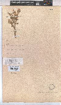 Hermannia incana image