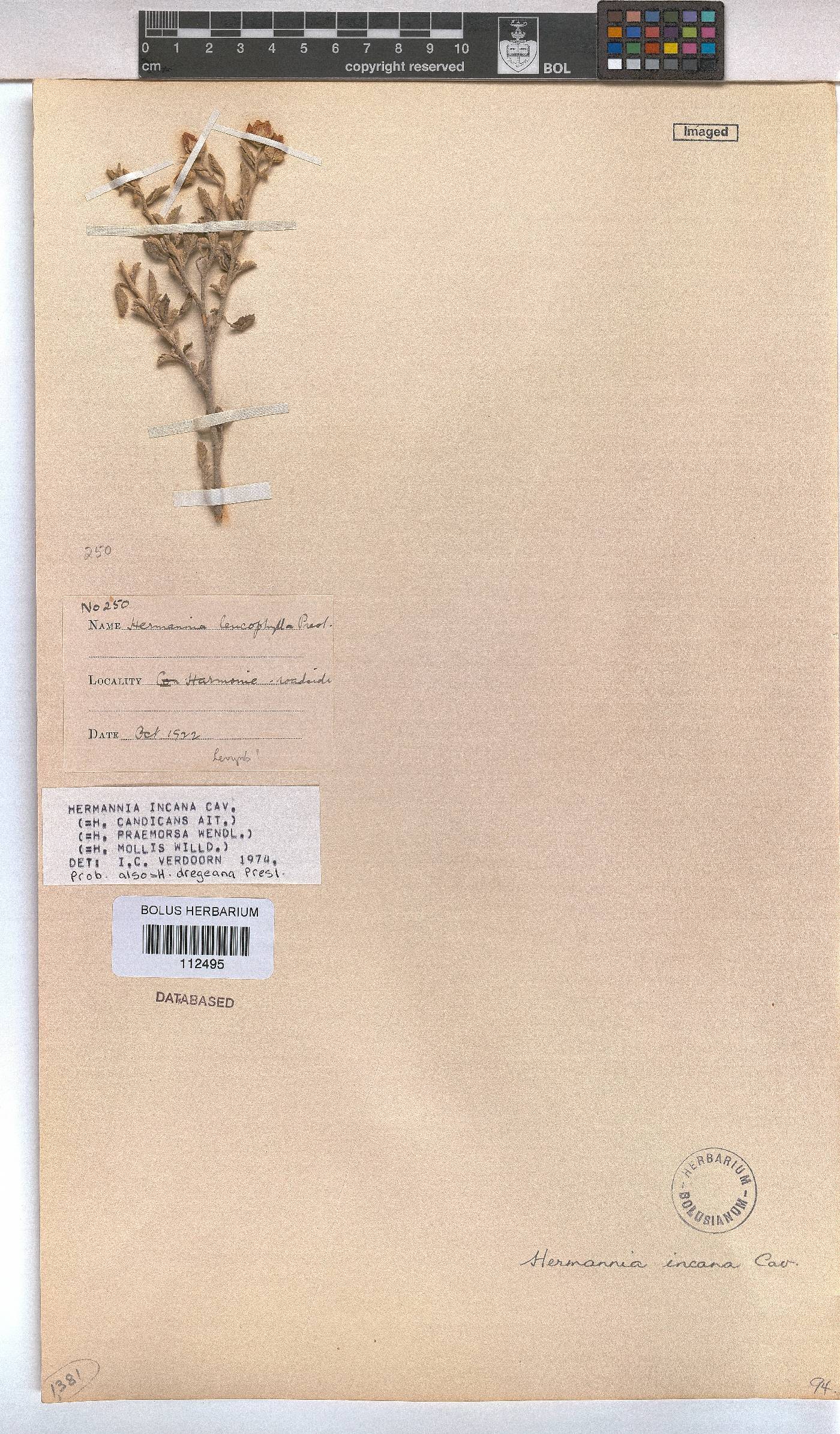 Hermannia incana image