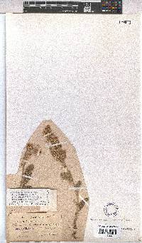 Hermannia incana image