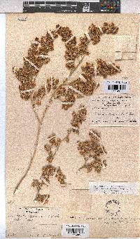 Hermannia vestita image
