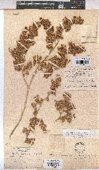 Hermannia vestita image