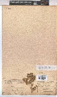 Hermannia vestita image
