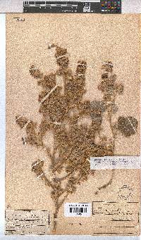 Hermannia vestita image