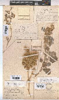 Hermannia vestita image