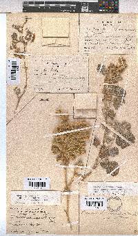Hermannia vestita image